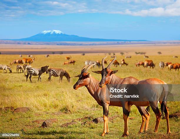 Antelopes And Zebras In Kenya Stock Photo - Download Image Now - Amboseli National Park, Animal, Savannah