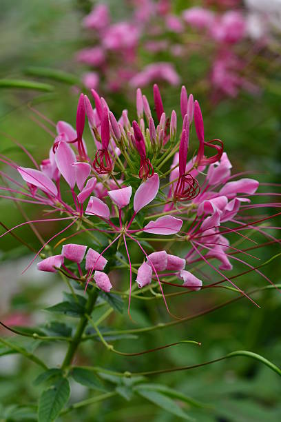 istock Cleome hassleriana / Spider Flower 606225772