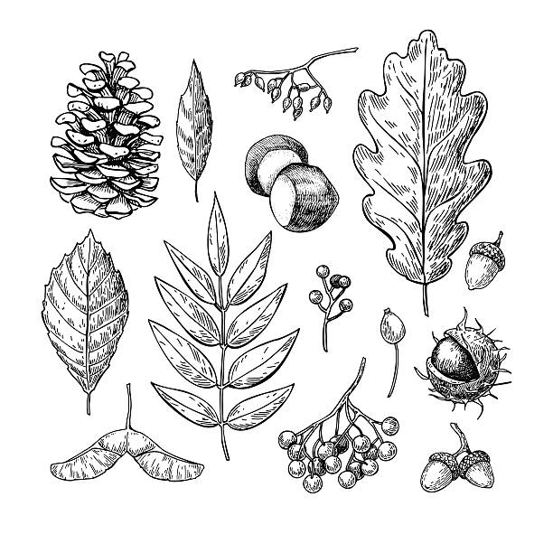 осенний вектор с листьями, ягодами, еловыми шишками, орехами, мушру - tree oak tree acorn forest stock illustrations