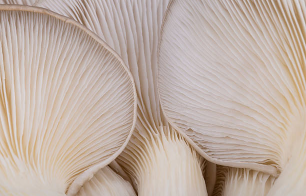 istock Oyster mushroom gills macro 606226576