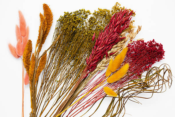 istock colorful dried flowers on white background closeup 606227564