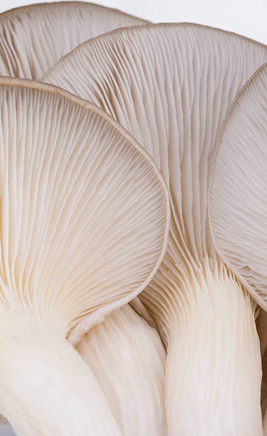 istock Oyster mushroom gills macro 606228300