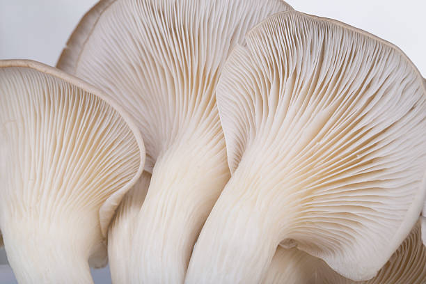 istock Oyster mushroom gills macro 606228502