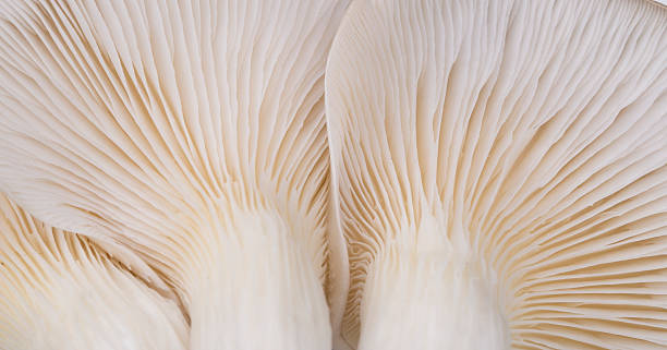 Oyster mushroom gills macro Abstract, Edible Mushroom, Nature, Vegetable, Mushroom mycology photos stock pictures, royalty-free photos & images