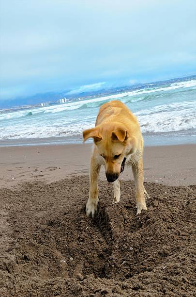 istock Stray dog at the beach in La Serena 606229388