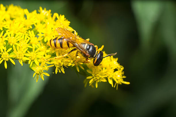 istock Yellow wasp pollinates flower floor, Mayan bee, bee, wasp, 606229390