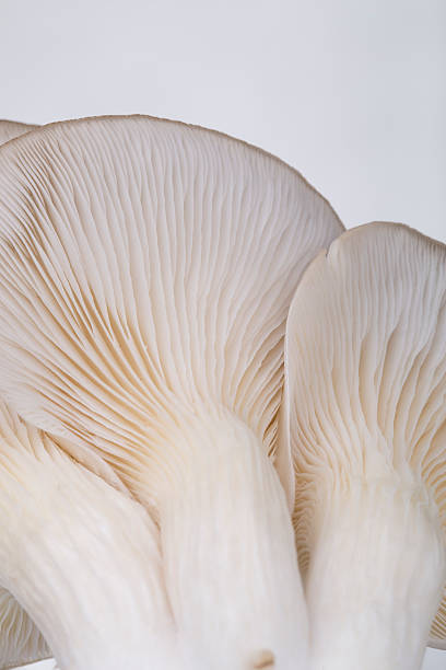 istock Oyster mushroom gills macro 606229514