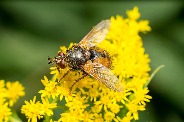 istock Yellow wasp pollinates flower floor, Mayan bee, bee, wasp, 606229910