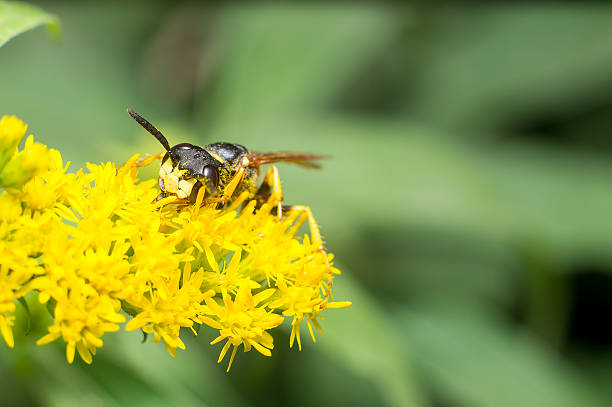 istock Yellow wasp pollinates flower floor, Mayan bee, bee, wasp, 606230008