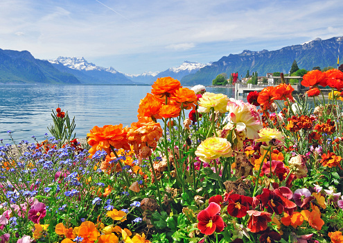 Colourful flowers with Geneva lake on background