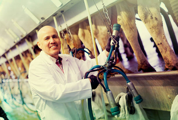 Employee with cow milking machines