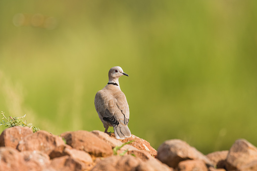 Eurasian Collared Dove perched in isolated background