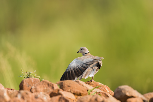 Eurasian Collared Dove perched in isolated background