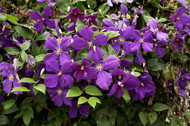 Purple clematis stock photo
