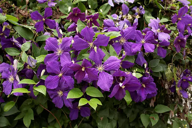 Photo of Purple clematis