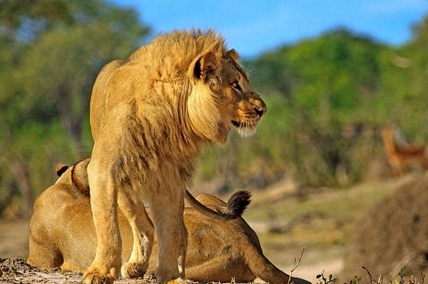 male lion looking with a a vivid blue sky background - hwange national park imagens e fotografias de stock