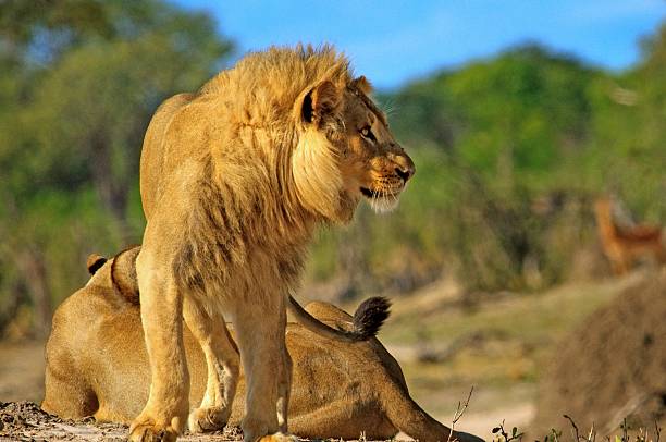 мужской лев, смотрящ с ярким синим фоном неба - hwange national park стоковые фото и изображения