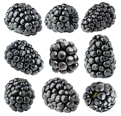 Isolated blackberries. Collection of various blackberry fruits  isolated on white background with clipping path