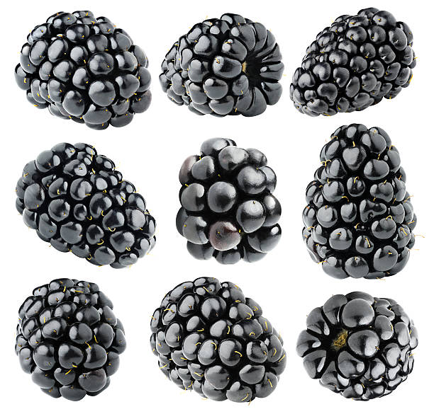 Isolated blackberries collection Isolated blackberries. Collection of various blackberry fruits  isolated on white background with clipping path brambleberry stock pictures, royalty-free photos & images