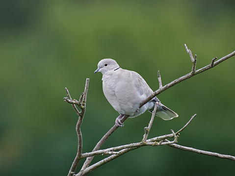 Eurasian collared dove sitting on a branch with vegetation in the background