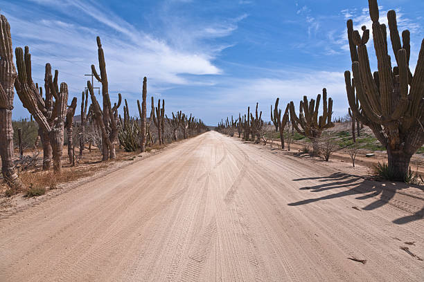 Desert road in Baja California, Mexico Desert road in Baja California, Mexico. baja california peninsula stock pictures, royalty-free photos & images