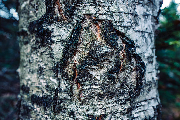 istock Close-Up Of Tree On Field 606369461