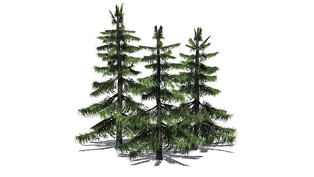 istock Alaska Cedar trees with shadow - isolated on white background 606631638