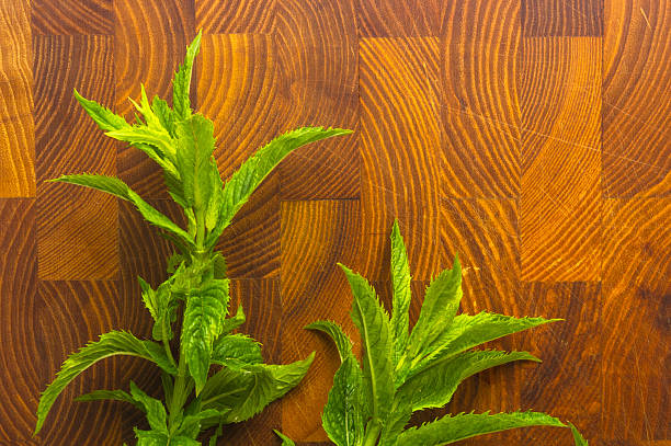 Fresh spearmint herb