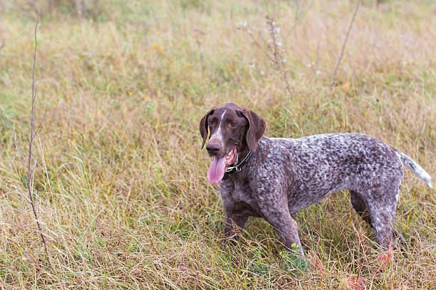 istock dog stands in a field in the grass 606634030