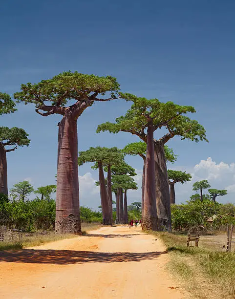 Rural african road among baobab trees. Madagascar