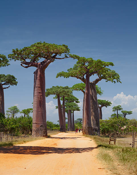 мадагаскар - african baobab стоковые фото и изображения