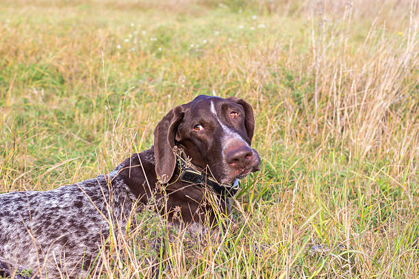 istock Dog is lying in the grass on the field 606634714