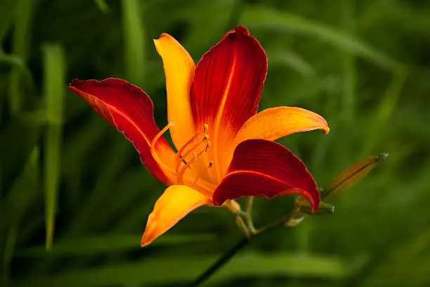 Portrait of fire lily in the summer garden.