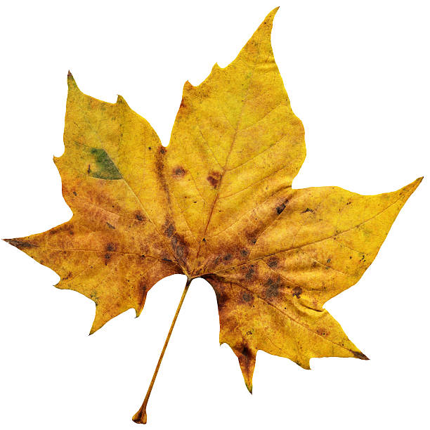 istock Autumn Dry Maple Leaf Isolated On White Background 606635756