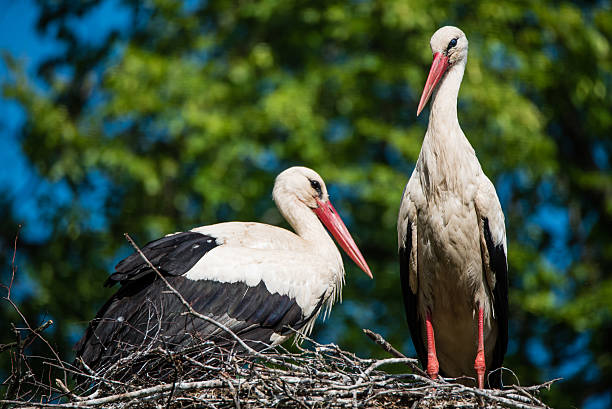 istock Male and Female Storks in their Nest 606636084