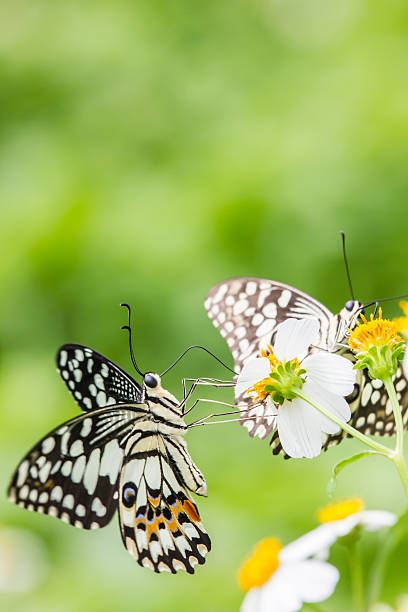 istock Beautiful butterfly on flower 606636972