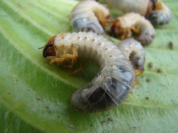 istock larva of the may beetle 606638450
