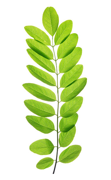 istock Fresh green spring leaf of Acacia or Black Locust 606639172