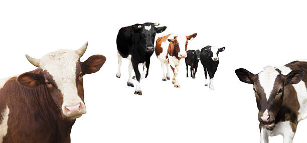 istock herd of cows on a white background 606639424