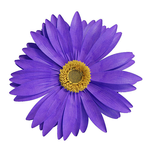 istock 3D rendering of blue gerbera daisy isolated 606639440
