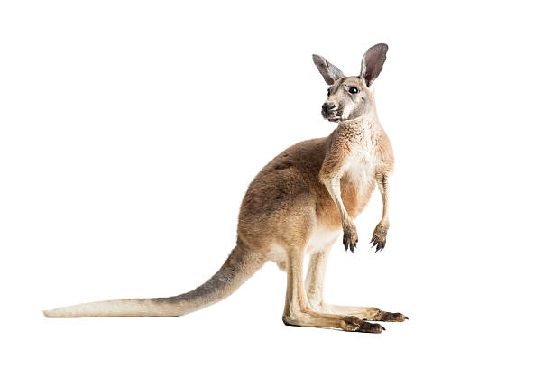 kangourou rouge sur blanc - kangaroo photos et images de collection