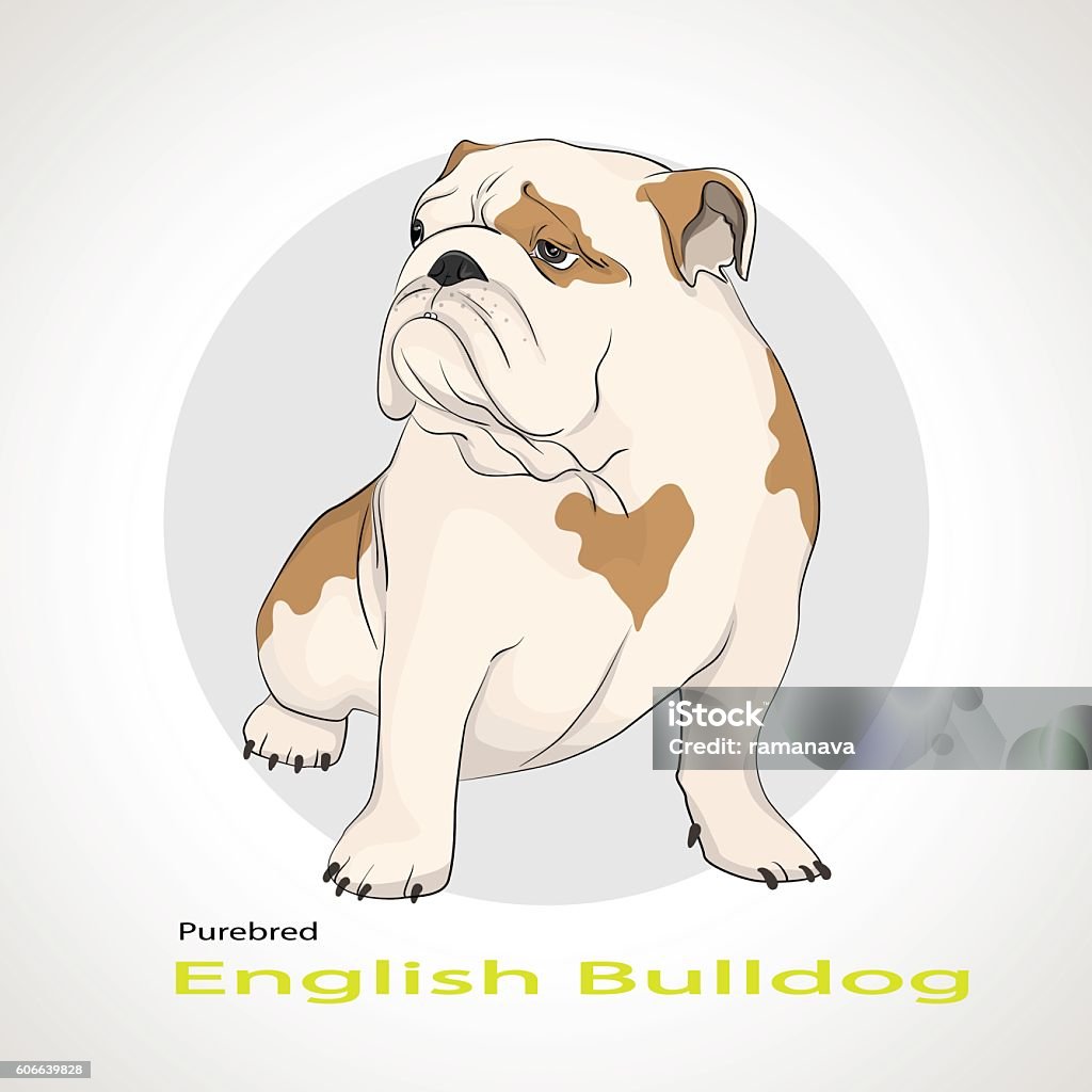 English Bulldog,  British Bulldog The silhouette of the dog breed English Bulldog English Bulldog stock vector