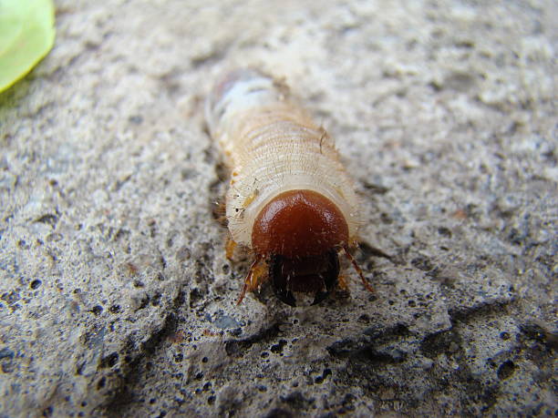 istock larva of the may beetle 606641466
