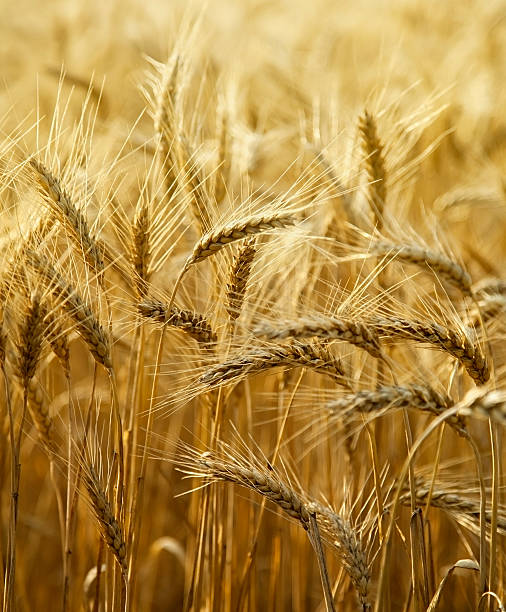 Field of ripe wheat stock photo