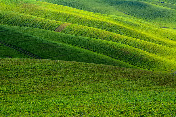 istock Green and soft hills in Tuscany 606642736