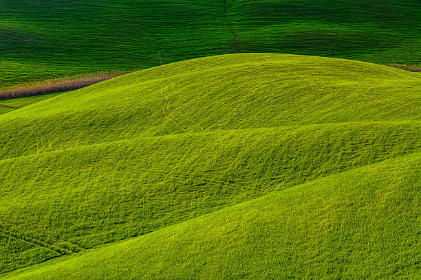 istock Green and soft hills in Tuscany 606646294