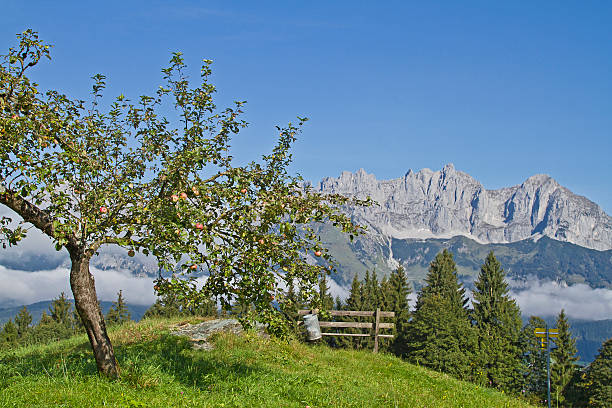 apple tree and mountains kaiser - ackerlspitze imagens e fotografias de stock