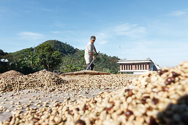 uomo in tailandia asciugatura chicchi di caffè. - editorial horizontal farmer occupation foto e immagini stock