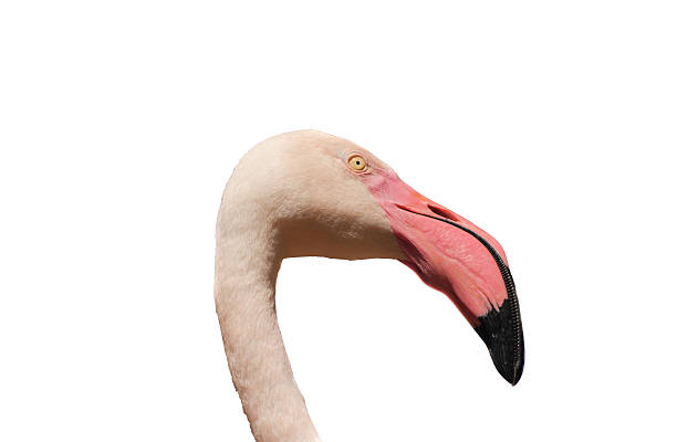 istock Close up head flamingo isolated on white background 606665504