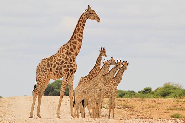 Girafa - Vida Selvagem Africana - Terra dos Gigantes - foto de acervo